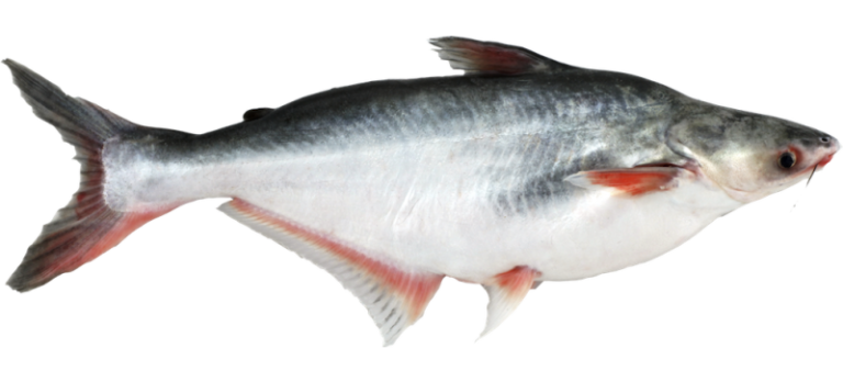 Pangasius