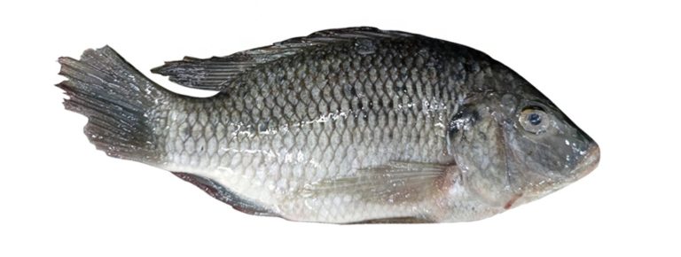 Tilapia